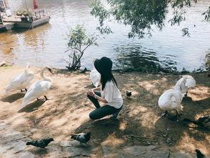 白天鹅娱乐,打造多元化娱乐生态，引领行业新潮流